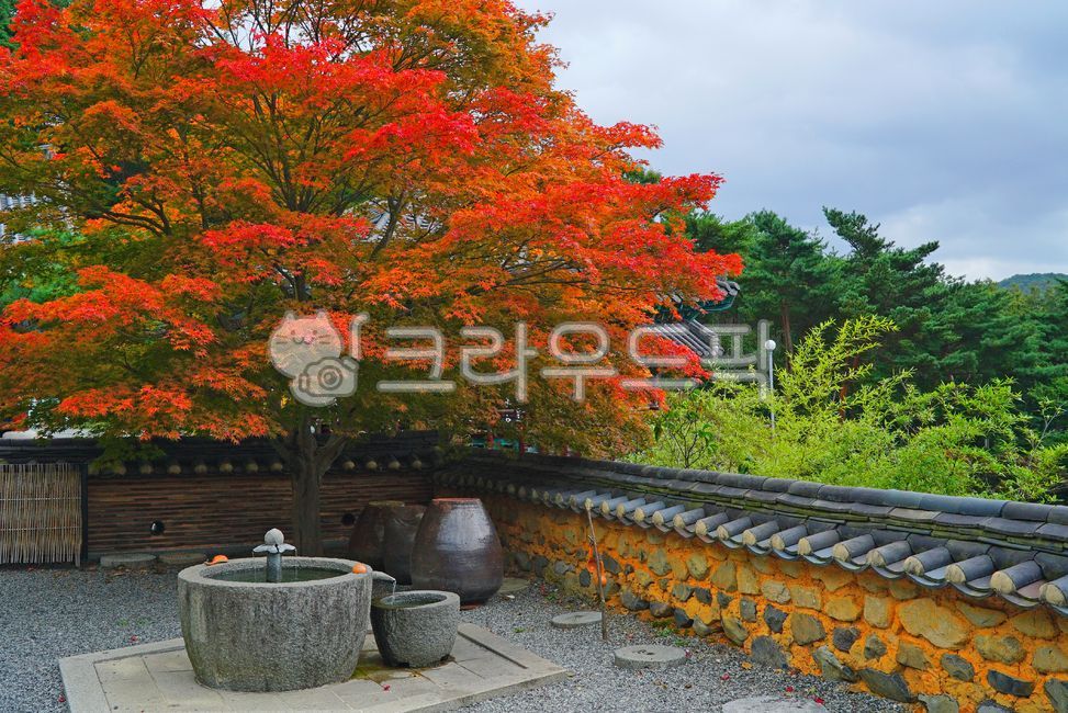 단풍나무, 단풍, 가을, 초가을, 한옥, 사진,이미지,일러스트,캘리그라피 - BUSAN OPPA작가