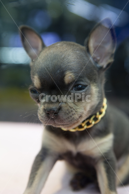 강아지,chihuahua,치와와,개,dog,단모치와와,장모치와와