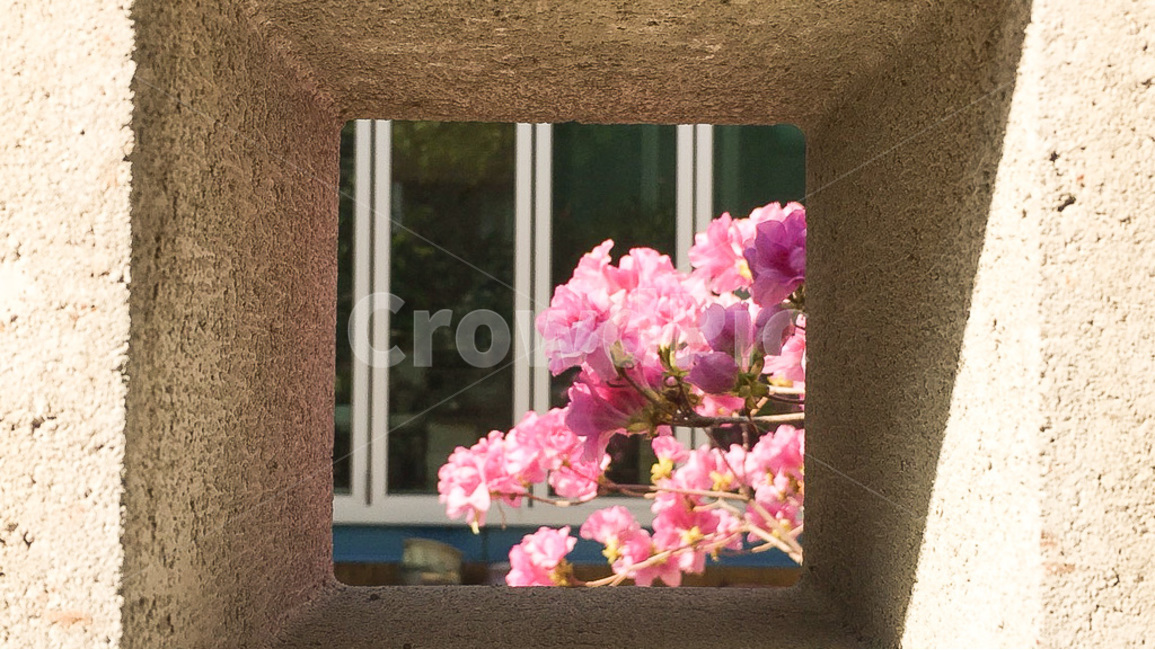 꽃,봄,햇빛,따뜻함,감성,봄,계절,spring,season,식물,자연,plants,nature,꽃,flower,geranium,제라늄,blossom,plant