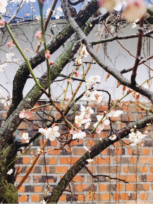 벚꽃,자연,봄,비내리는날,비,감성,꽃,식물,자연,plants,nature,꽃,flower