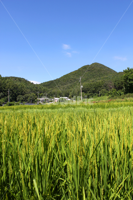 논,시골,벼,산,농사,여름,쌀,쌀농사,하늘,낮,파랑,블루,파란색,숲,자연,풍경,농촌,마을,풀밭,풀,들판,녹색,그린,초록색,농작물,농경지,농업,나무,자연,풍경,nature,landscape,산업,industry,industrial,농업,농사,agriculture,farming,farming industry,outdoors,옥외,grassland,목초지,field,들