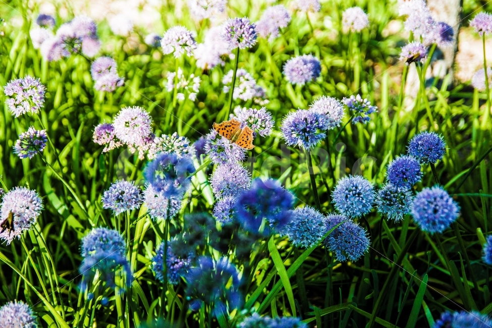 꽃,감성,곤충,색감,나비,식물,자연,plants,nature,꽃,flower,동물,animal,곤충,벌레,insect,bug,휴식,힐링,rest,relaxation,healing