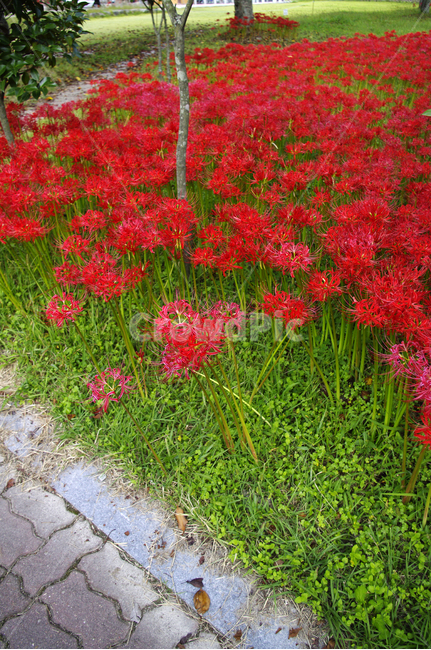 꽃,꽃무릇,식물,red,flower,식물,자연,plants,nature,꽃,flower