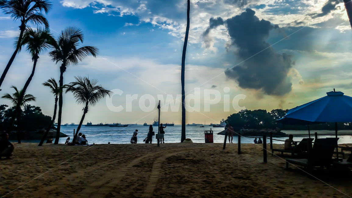 nature,자연,해변,beach,여름,summer,야자수,palmtree,싱가포르,싱가폴,singapore
