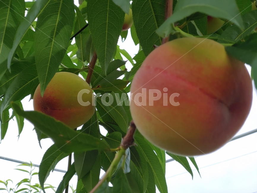 식물,plant,과일,produce,복숭아,청도