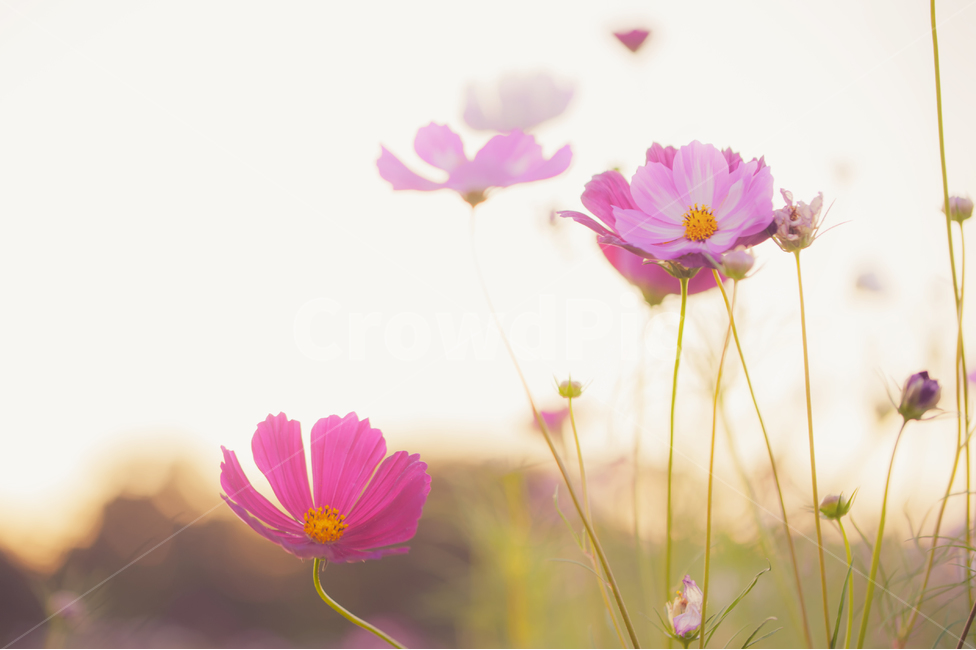 코스모스,가을,감성,가을꽃,분홍,바람,식물,가을,계절,fall,autumn,season,식물,자연,plants,nature,꽃,flower,감성,sensible,feeling,휴식,힐링,rest,relaxation,healing,blossom,petal,꽃잎,plant