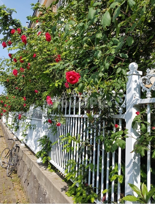 장미,rose,자전거,5월,길가,풍경,초여름,계절