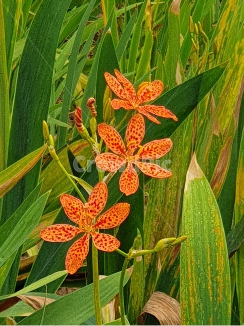범부채꽃,여름꽃,야생화,주황꽃,붓꽃과