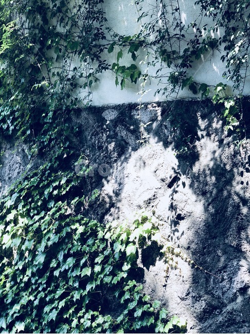 벽,식물,그림자,오전,햇빛,식물,자연,plants,nature
