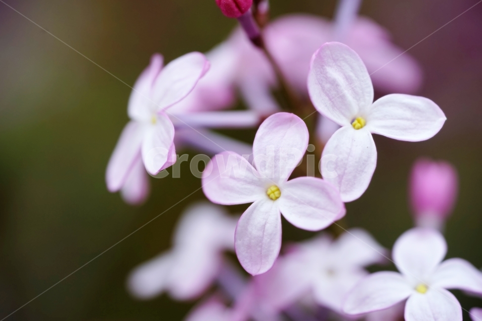 라일락,수수꽃다리,물푸레나무과,식물,봄,식물,자연,plants,nature,꽃,flower