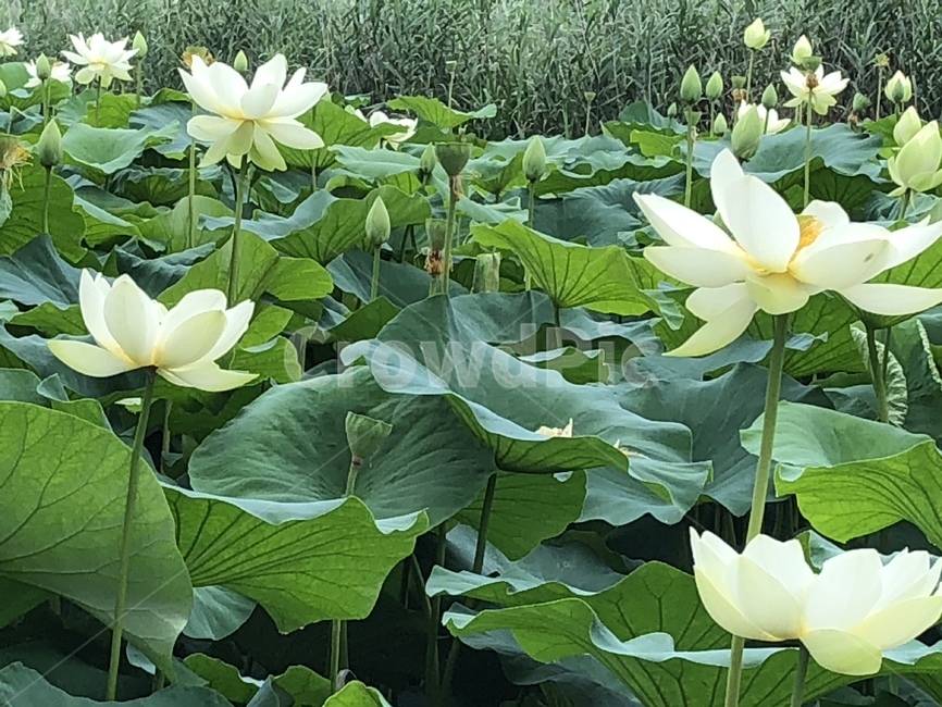 꽃,궁남지,연꽃,연꽃축제,식물