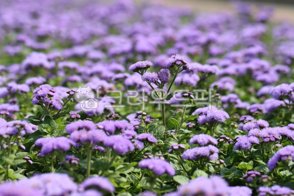 Fresh,blossom,nature,Mulberry field,flower,purple flower,affix,background,mimosa,plant,purple,very close,park
