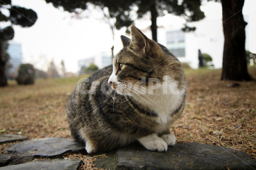 고양이,animal,동물,cat,포유류,mammal,한국외대,kitten,kitty,동물,animal,포유류,mammal,고양이,cat,kitten,kitty