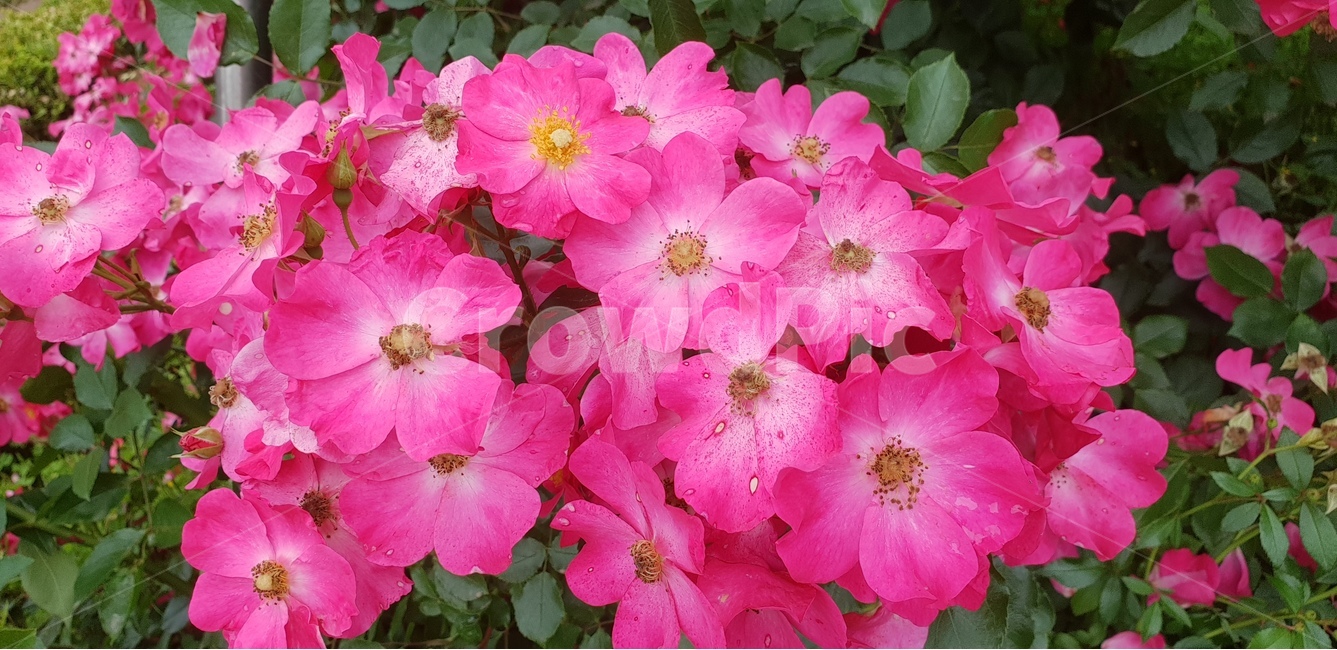 꽃,로즈,장미,핑크로즈,식물,식물,자연,plants,nature,꽃,flower