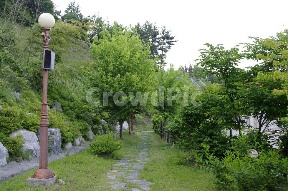 나무,가로등,식물,길,초록,자연,풍경,nature,landscape,tree,plant