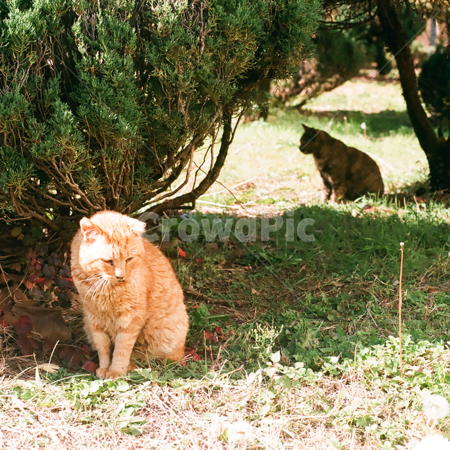 고양이,냥이,동물,포유류,애완동물,반려동물,animal,cat,kitty,kitten,pet,mammal,가을,계절,fall,autumn,season,자연,풍경,nature,감성,감성사진,빈티지,아날로그,필름,필름사진,필름카메라,film,filmcamera,sensible,feeling,동물,animal,포유류,mammal,고양이,cat,kitten,kitty