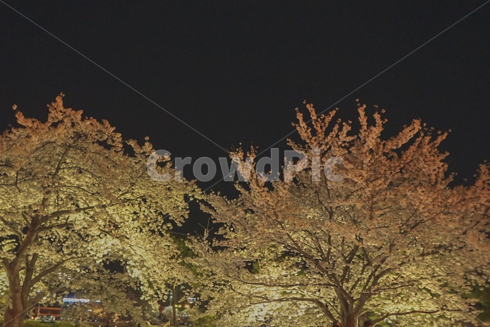 벚꽃,봄,꽃,나무,tree,봄,계절,spring,season,야경,밤,풍경,nightscape,night,landscape,plant,식물