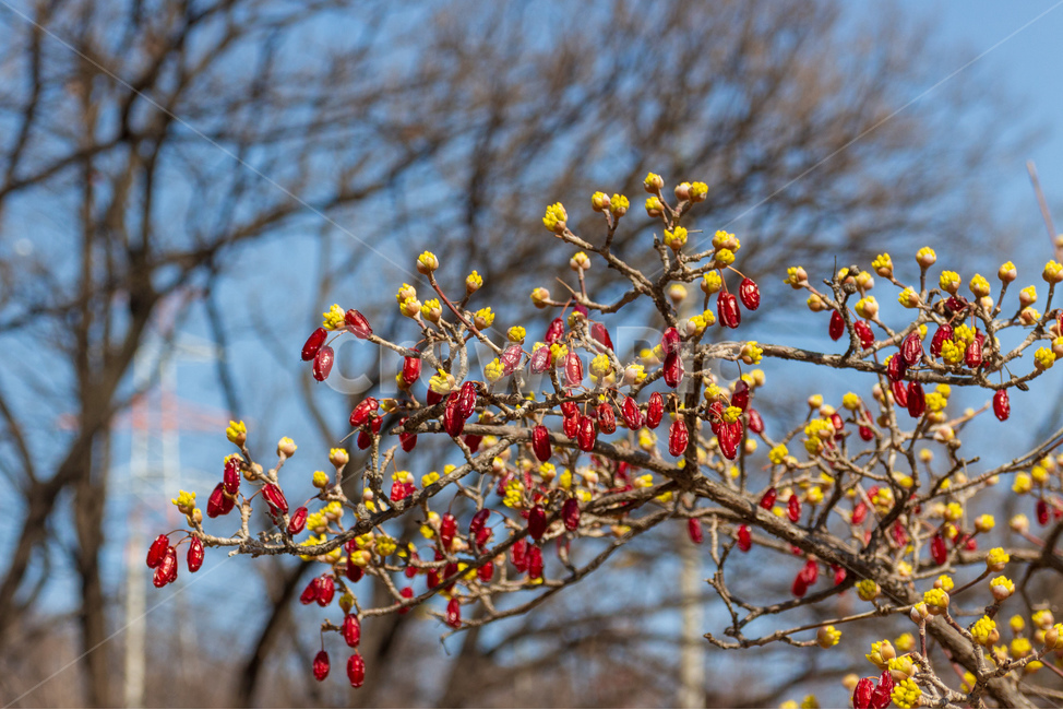 산수유,열매,체리,과일,봄,꽃,노란색,빨간색,클로즈업,식물,자연,plants,nature,과일,열매,fruit