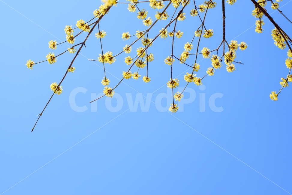 꽃,봄,백그라운드,식물,하늘,자연,파랑,실외,사람없는이미지,이벤트,계절,개화,만개,flower,background,plant,sky,blue,nature,outdoor,event,산수유,노랑,yellow,봄,계절,spring,season,식물,자연,plants,nature,꽃,flower