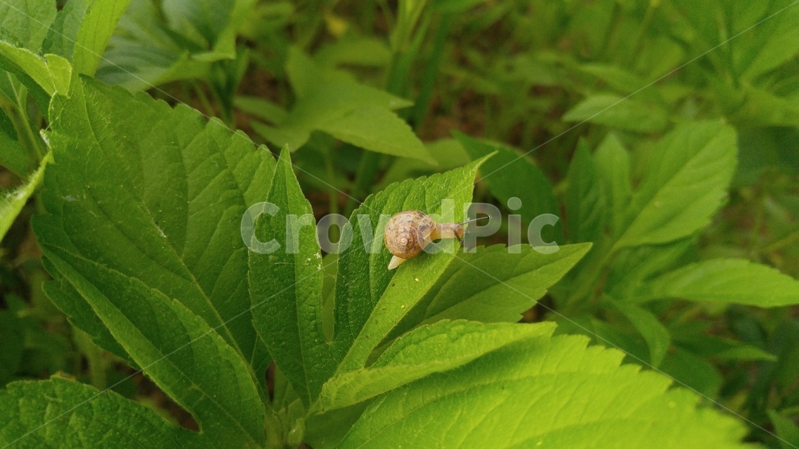 달팽이,숲,풀,자연,비,nature,snail,forest,grass,동물,animal