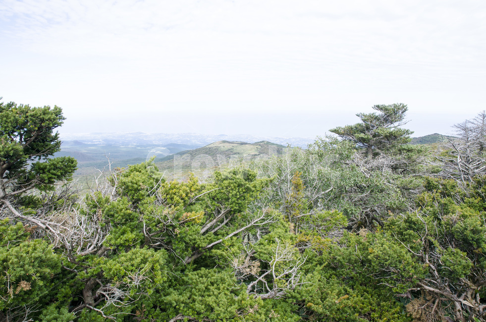 제주도,한라산,산,제주,숲,하늘,자연,풍경,오름,제주도의산,자연,풍경,nature,landscape,outdoors,옥외,vegetation,초목,plant,식물
