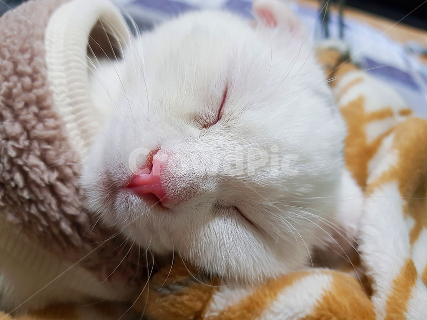 고양이,동물,스코티시폴드,폴드,스코티시,동물,animal,포유류,mammal,고양이,cat,kitten,kitty