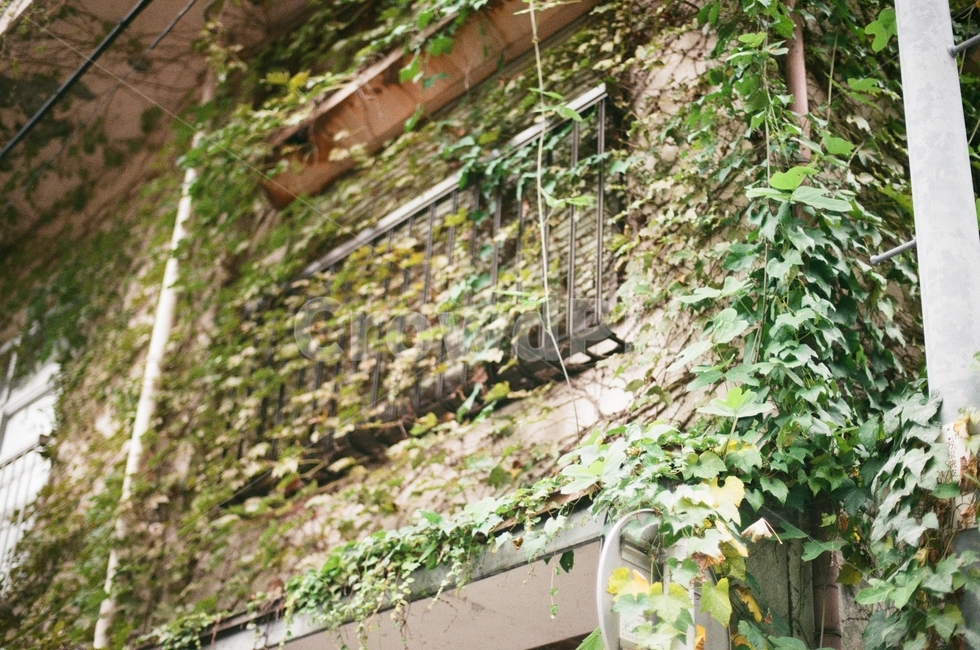 담넝쿨,담쟁이,건물,시골,분위기있는,식물,자연,plants,nature