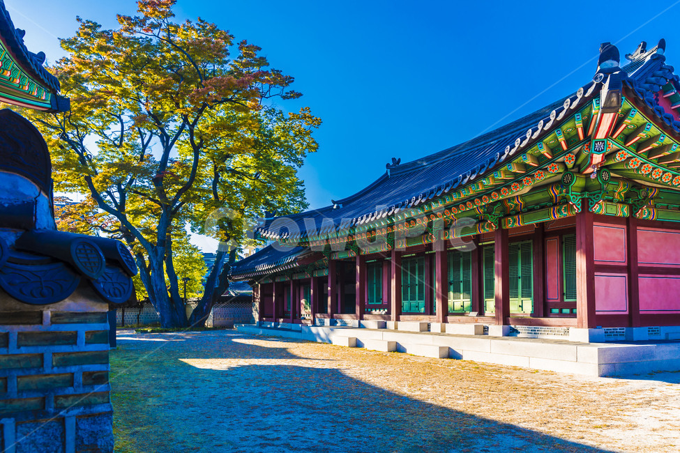 고궁,창덕궁,문화유산,문화재,느티나무,전통가옥,정원,단청,지붕,기와,한국전통,한국문화,korean traditional,korean culture,건축물,건물외관,exterior,building,structure,architecture,construction