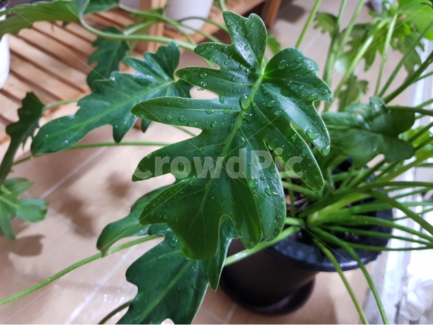 셀렘,설렘,관엽식물,셀로움,식물,녹색,연두색,식물,자연,plants,nature,실내용화초,화분,화초,house plant