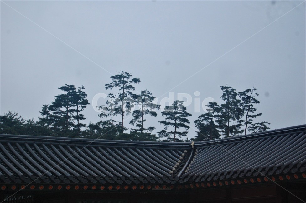 궁걸,기와,기와지붕,소나무,소나무기와,궁궐,roof,지붕,한국전통,한국문화,korean traditional,korean culture,건축물,건물외관,exterior,building,structure,architecture,construction