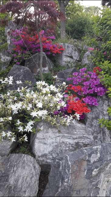 식물,꽃,하얀색,분홍,빨강,식물,자연,plants,nature,꽃,flower
