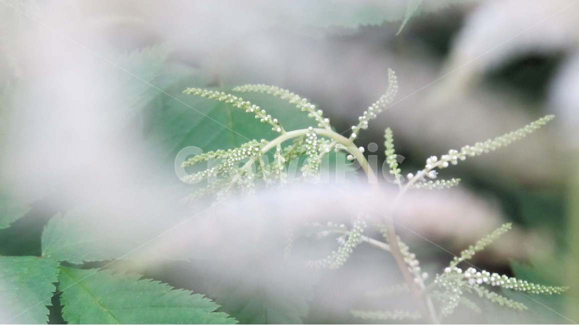 꽃,flowers,nature,자연,들꽃,식물,식물,자연,plants,nature,꽃,flower