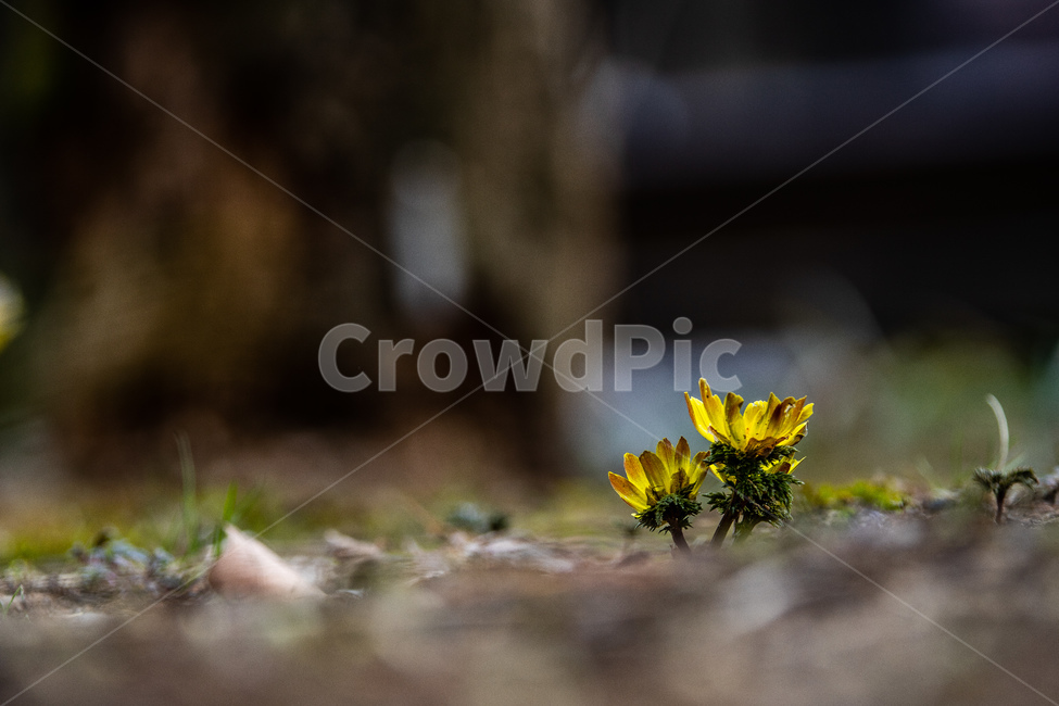 봄,산책,꽃,복수초,힐링,공원,수목원,노랑색,식물,자연,plants,nature,꽃,flower