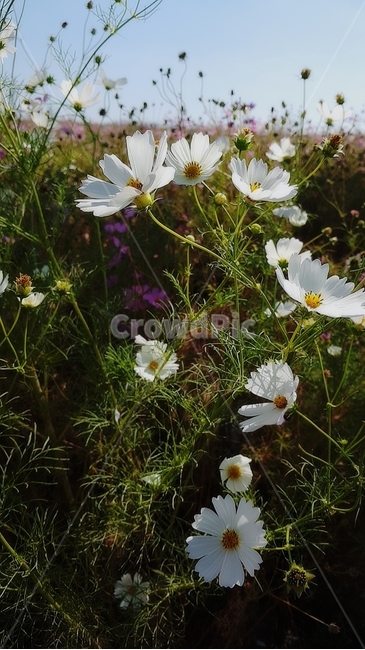 가을,코스모스,하얀,들꽃,하늘,가을,계절,fall,autumn,season,식물,자연,plants,nature,꽃,flower,plant