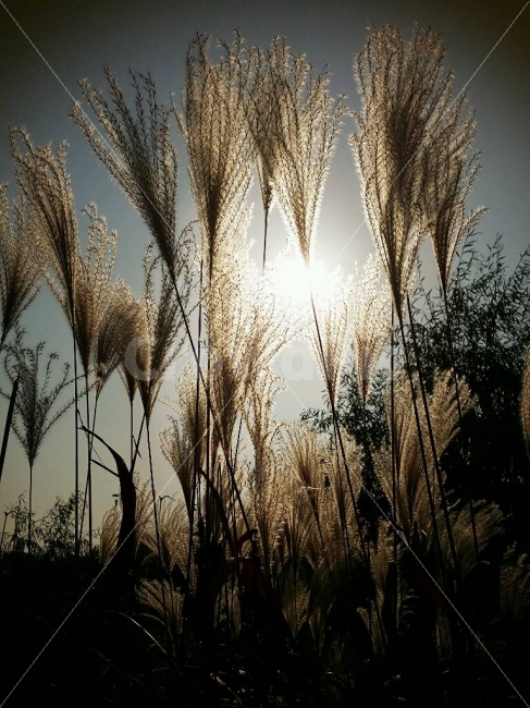 자연풍경,식물,가을,정열,마음속열정,삶,억새,가을,계절,fall,autumn,season,식물,자연,plants,nature,grass,잔디,plant,lawn,reed,갈대