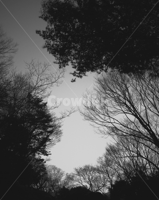 하늘,나무,숲,자연,겨울,흑백,sky,tree,forest,winter,nature,scenery,겨울,계절,winter,season,자연,풍경,nature,landscape,식물,plants,나무,trees,wood,흑백,모노톤,monochrome,black and white