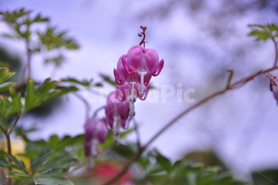 금낭초,분홍색꽃,접사,금낭화,꽃방울,식물,자연,plants,nature,꽃,flower