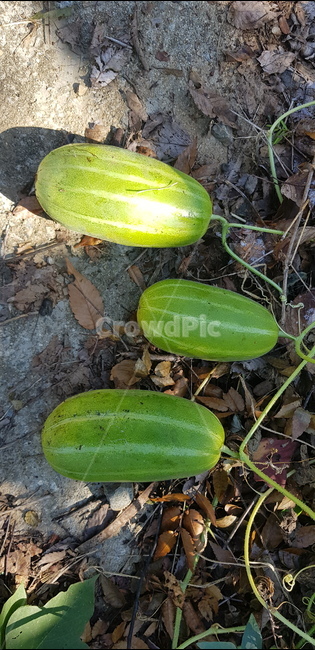 참외,과일,노지,식물,plant,열매