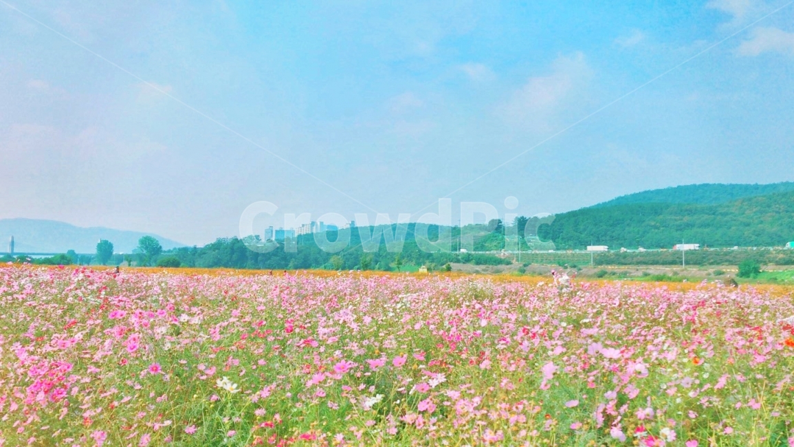 코스모스,가을,꽃,풍경,맑음,가을,계절,fall,autumn,season,자연,풍경,nature,landscape,한국자연풍경,한국자연경관,korea nature landscape,색깔,색상,색채,색감,color sense,color sensitivity,feeling of color,grassland,목초지,field,들,outdoors,옥외,farm,농장,rural,농촌,meadow