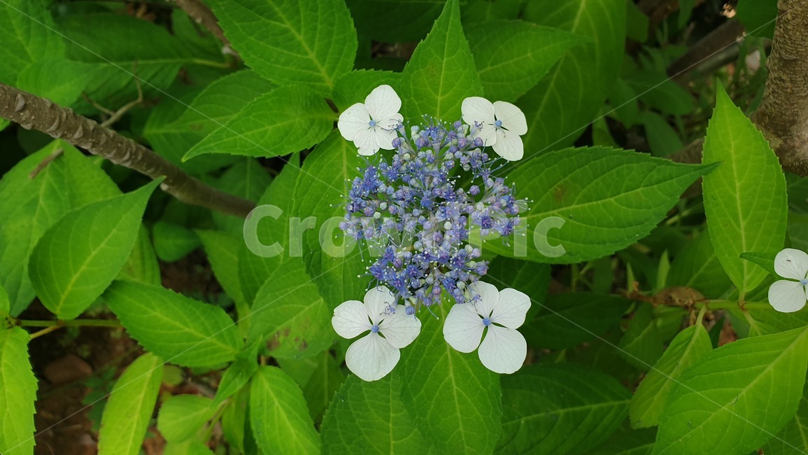 산수국,쌍떡잎식물,거치엽수구,꽃,자연
