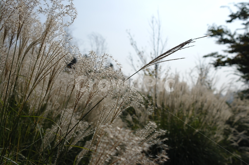 자연,하늘,가을,억새,fall,가을,계절,fall,autumn,season,plant,식물,grass,잔디,lawn,reed,갈대
