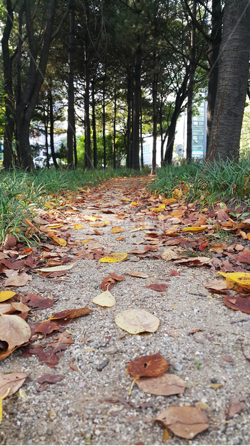 가을,숲,단풍,낙엽,길,땅,나무,줄기,풀,leaf,잎,plant,식물,tree,ground,바닥,가을,계절,fall,autumn,season