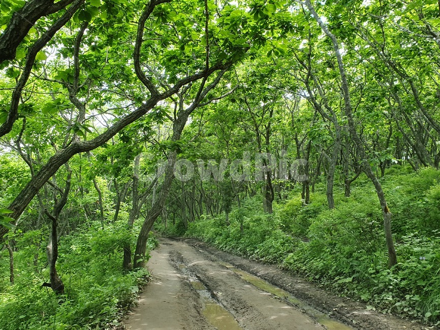 숲,forest,road,길,트래킹,tracking,plant,식물,아웃도어,outdoors,nature,자연