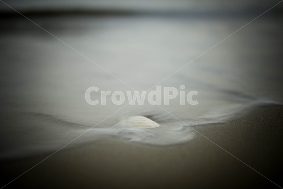 조개,sealife,해양생물,바다,파도,장노출,해변,바다,beach,sea
