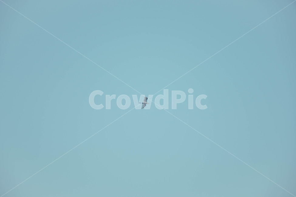 하늘,구름,새,파란,sky,동물,animal,조류,새,birds