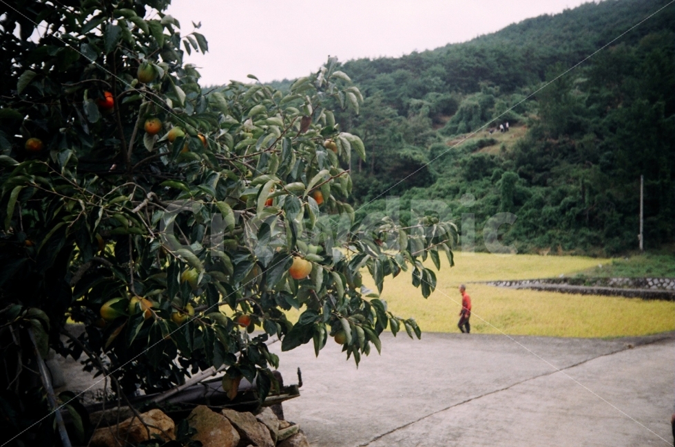 추석,명절,시골,밭,논,감,감나무,농촌,촌,나무,가을,계절,fall,autumn,season,시골,마을,풍경,landscape,country,rural,town,식물,자연,plants,nature,나무,trees,wood,음식,식재료,요리,food,cook,meal,dishes,food reserves,과일,열매,fruit,plant