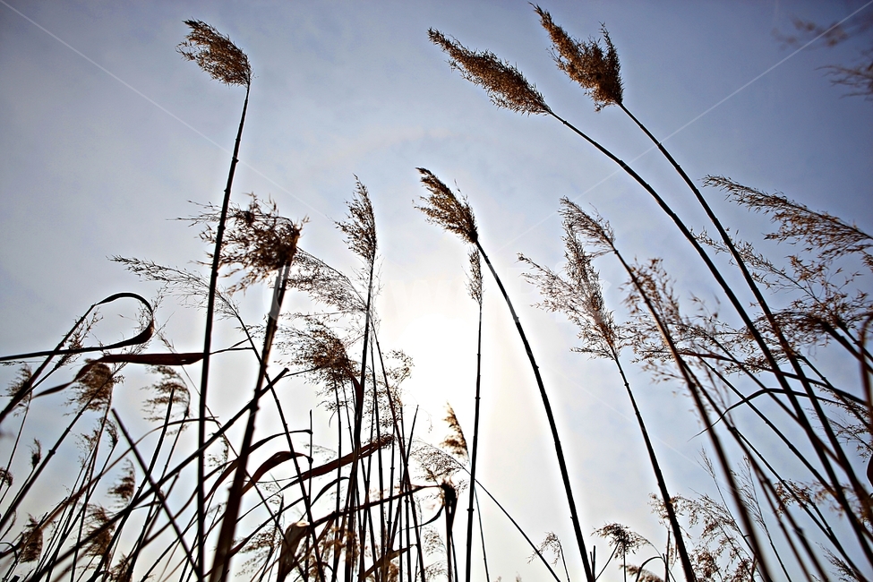 갈대,식물,자연,풍경,배경,하늘vndrhkd,자연,풍경,nature,landscape,grass,잔디,plant,lawn,reed