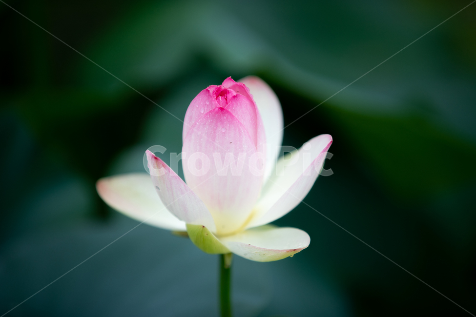 연꽃,수련,연못,여름,꽃,감성,흐린날,연잎,물방울