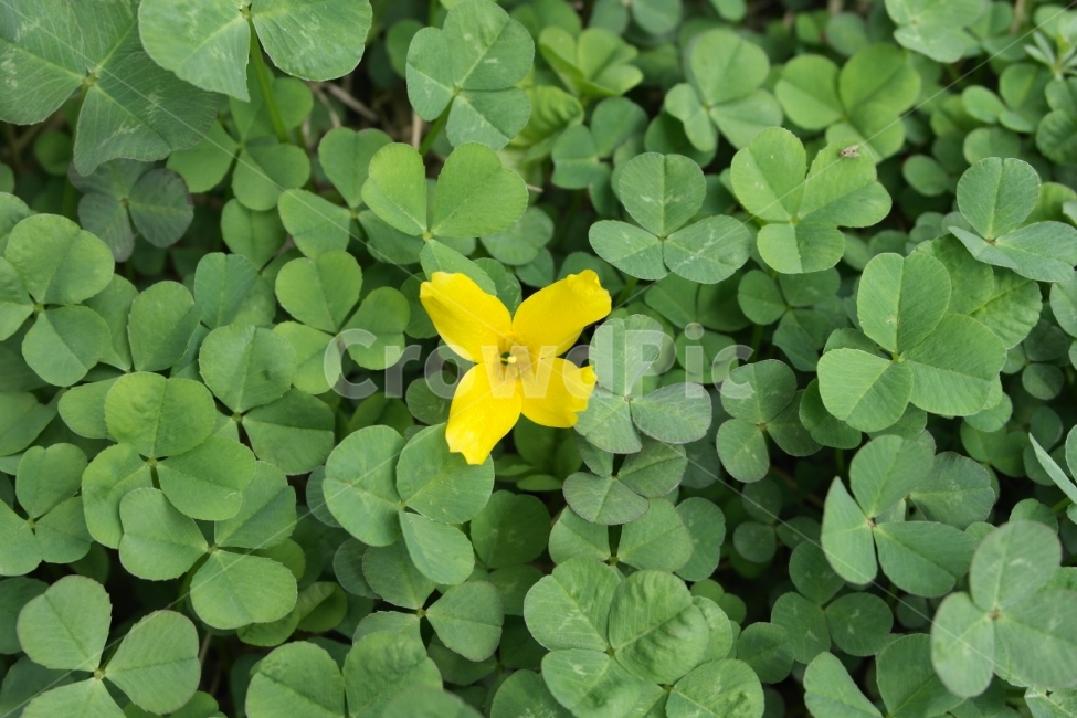 세잎클로버,개나리,색의조화,색감,클로버,노란색,초록색,yellow,green,홍보,광고,북디자인,디자인,design,잡지,컬럼,웹디자인,wepdesign,식물도감,식물,자연,plants,nature,꽃,flower