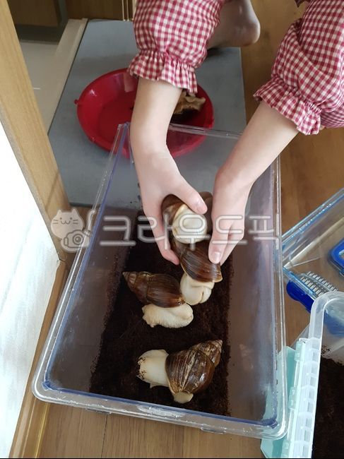 동물,달팽이,달팽이키우기,애완동물,식용달팽이